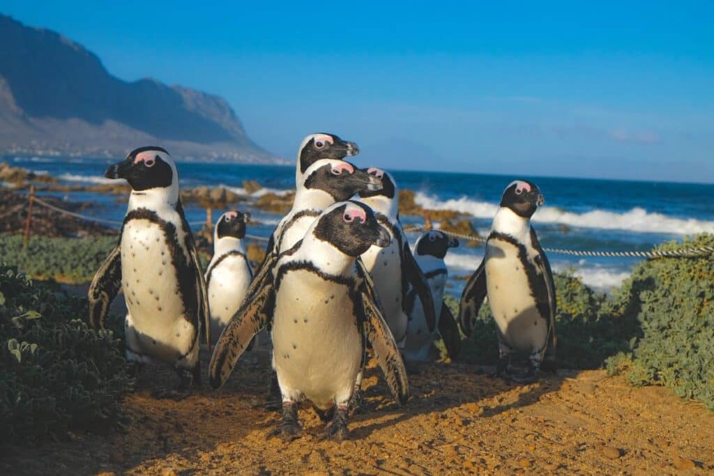 grup de pinguini pe maulul marii vara avand ca fundal cerul senin