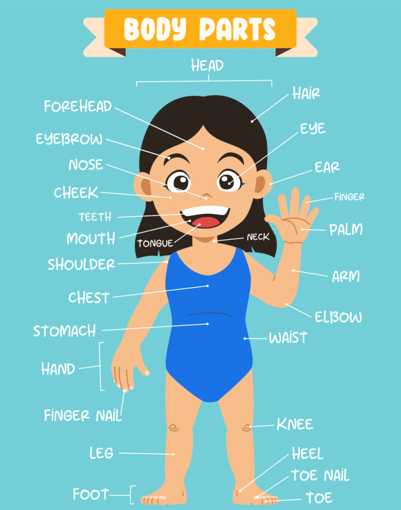 isa cu o fetita desenata pe fundal bleu avand partile corpului etichetate si scrise in engleza 