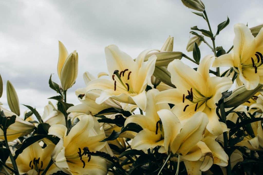 Crini de Paste numiti lilies in limba engleza pe fundalul cerului senin