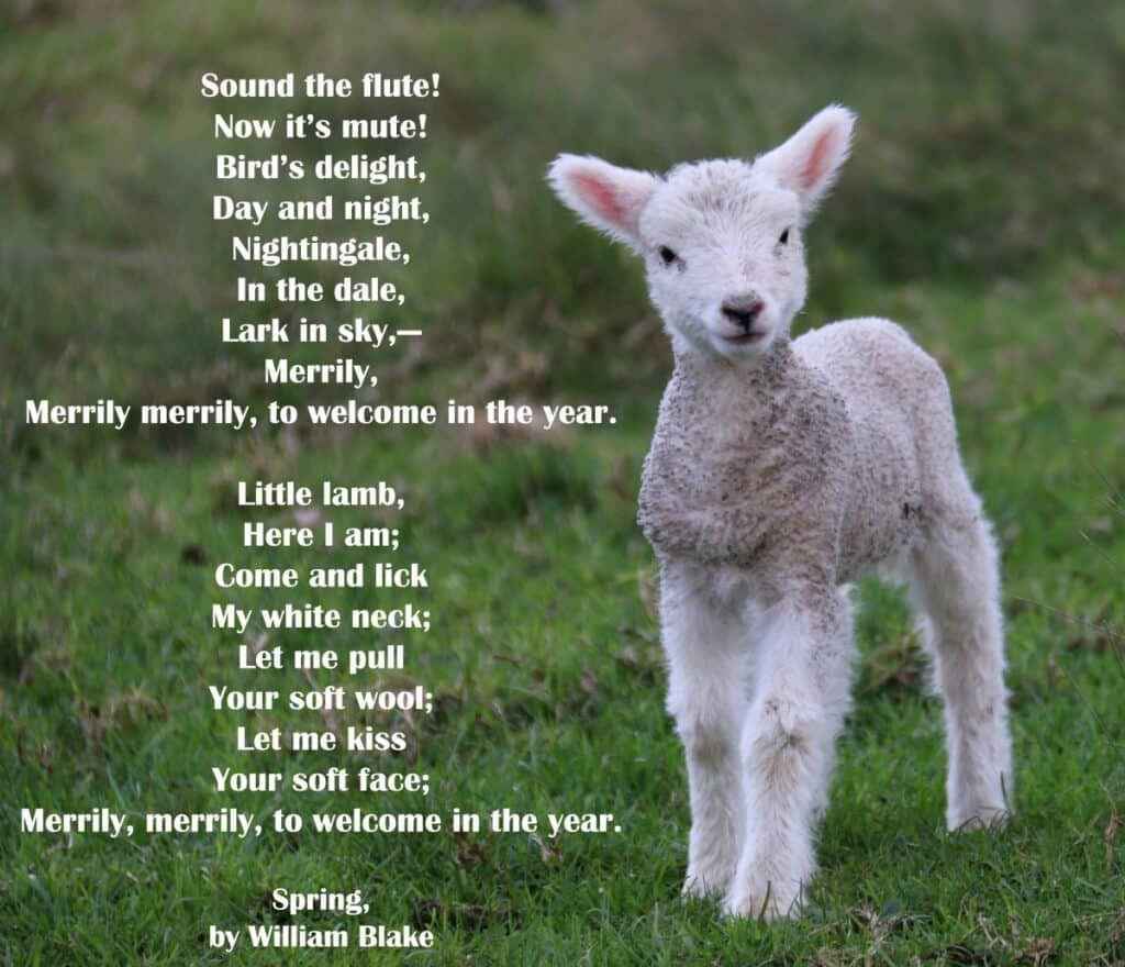 miel alb pe fundalul unei pasuni cu iarba verde peste care e scris un fragment din poezia Spring, de William Blake